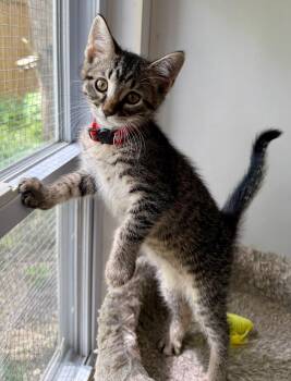 Major -  Domestic Short Hair Cat for Adoption in Ashland, Ohio - Major | PetCurious