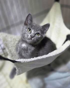 Domestic Short Hair Cats Available for Adoption in Novato, California - Jo Jo | PetCurious
