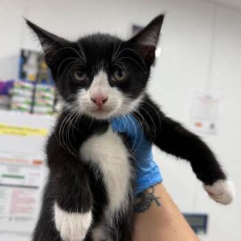 Biscoff -  Domestic Short Hair Cat for Adoption in Newark, New Jersey - Biscoff | PetCurious