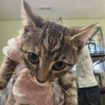 Legbar -  Domestic Short Hair Cat for Adoption in New York, New York - Legbar | PetCurious