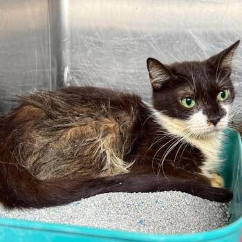 Shoop -  Domestic Short Hair Cat for Adoption in Beaumont, Texas - Shoop | PetCurious