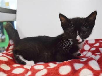 WEDNESDAY -  Domestic Short Hair Cat for Adoption in Sacramento, California - WEDNESDAY | PetCurious