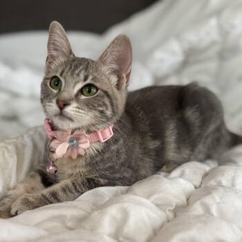 Penny -  Domestic Short Hair Cat for Adoption in Villa Park, California - Penny | PetCurious