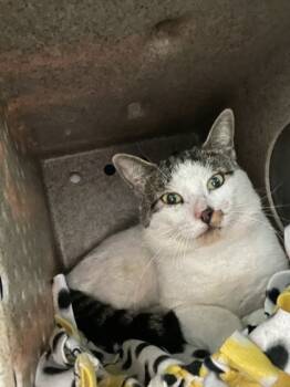 Rescue Domestic Short Hair Cats for Adoption in New Hope, Pennsylvania - Camel | PetCurious