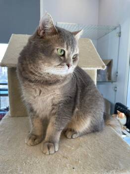 British Shorthair Cats Available for Adoption - Mr. Chonk | PetCurious