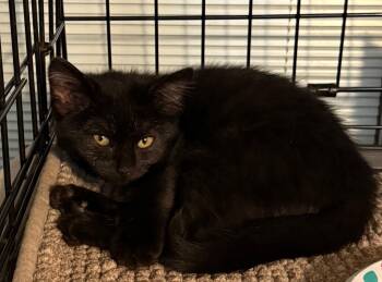 Rescue Domestic Short Hair Cats for Adoption in Pomona, New York - Manhattan | PetCurious