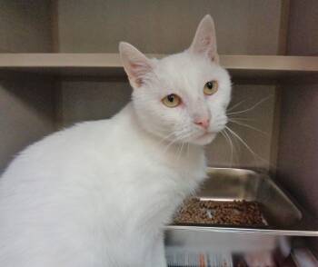 Domestic Short Hair Cats Available for Adoption in Delhi, New York - COFFEE CAKE | PetCurious