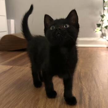 Domestic Short Hair Cats Available for Adoption in South Elgin, Illinois - Lean Cuisine | PetCurious