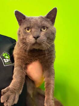 Daryl -  Domestic Short Hair Cat for Adoption in Delson, Quebec - Daryl | PetCurious