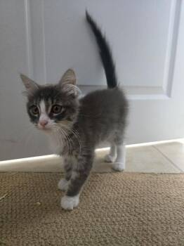 Sprout -  Domestic Short Hair Cat for Adoption in Oceanside, California - Sprout | PetCurious