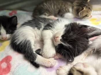 GOTHEL -  Domestic Short Hair Cat for Adoption in Dallas, Texas - GOTHEL | PetCurious