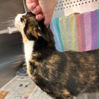 Cheesecake -  Domestic Short Hair Cat for Adoption in Pittsburgh, Pennsylvania - Cheesecake | PetCurious
