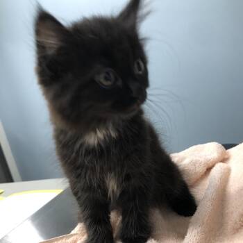 Wonton -  Domestic Short Hair Cat for Adoption in Oak Park, Illinois - Wonton | PetCurious