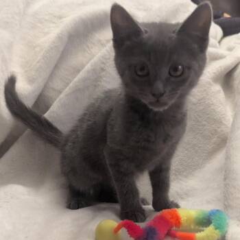 Truffle -  Domestic Short Hair Cat for Adoption in Las Vegas, Nevada - Truffle | PetCurious