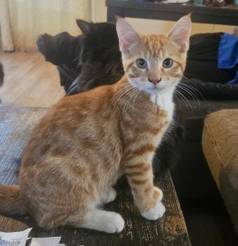 BUTTERS -  Domestic Short Hair Cat for Adoption in Chicago Ridge, Illinois - BUTTERS | PetCurious