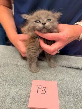 Hail -  Domestic Medium Hair Cat for Adoption in Vancouver, Washington - Hail | PetCurious