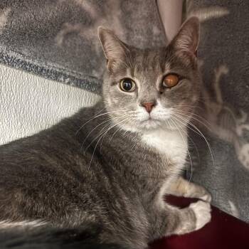 Charlie -  Domestic Short Hair Cat for Adoption in Belleville, Illinois - Charlie | PetCurious