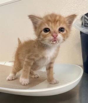 Rescue Domestic Short Hair Cats for Adoption in Houston, Texas - MEOWFASA | PetCurious