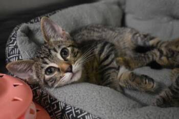 Piledriver -  Domestic Short Hair Cat for Adoption in Kansas City, Missouri - Piledriver | PetCurious