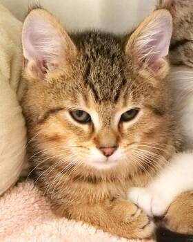 Seaweed -  Domestic Short Hair Cat for Adoption in Fishers, Indiana - Seaweed | PetCurious