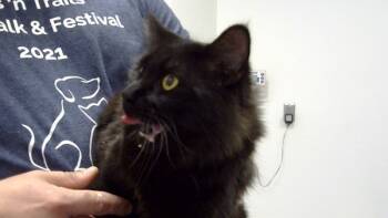 Rescue Domestic Short Hair Cats for Adoption - Ollie & Sari (Perfect Pair) | PetCurious