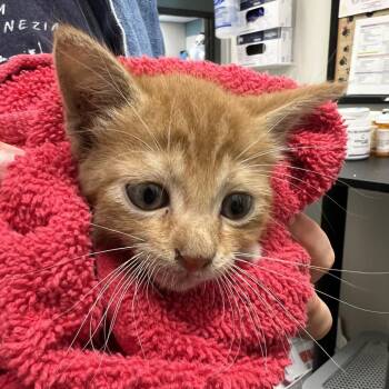 Melvin -  Domestic Short Hair Cat for Adoption in Chattanooga, Tennessee - Melvin | PetCurious