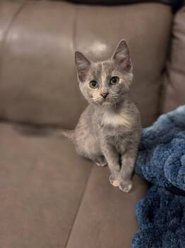 Cornelia -  Domestic Short Hair Cat for Adoption in Wilmington, North Carolina - Cornelia | PetCurious