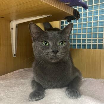 Nina -  Domestic Short Hair Cat for Adoption in Manhattan, Kansas - Nina | PetCurious