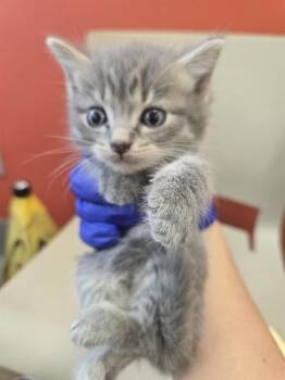 HERMES -  Domestic Short Hair Cat for Adoption in Louisville, Kentucky - HERMES | PetCurious