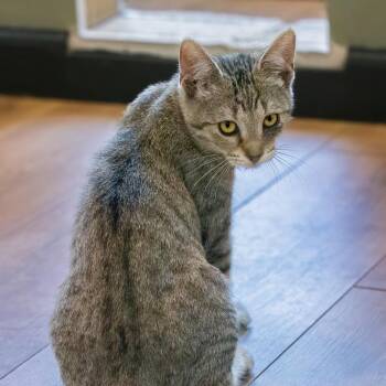Fennel -  Domestic Short Hair Cat for Adoption in Lake Jackson, Texas - Fennel | PetCurious