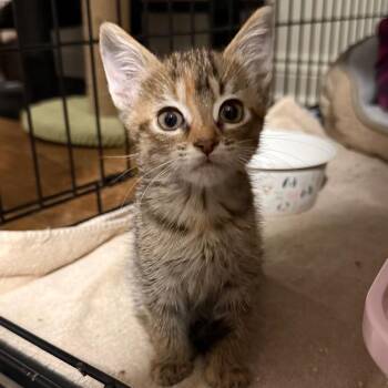 Fizz -  Domestic Short Hair Cat for Adoption in Wheeling, Illinois - Fizz | PetCurious