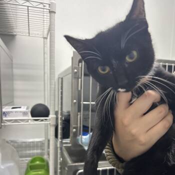 Rescue Domestic Short Hair Cats for Adoption in Franklin, North Carolina - Saturn | PetCurious