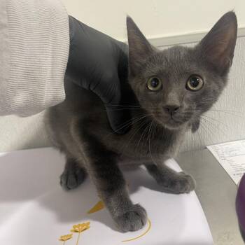 Tony -  Domestic Short Hair Cat for Adoption in Tampa, Florida - Tony | PetCurious