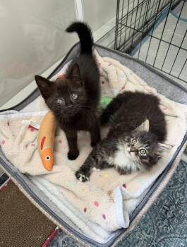 Bonbon -  Domestic Short Hair Cat for Adoption in New York, New York - Bonbon | PetCurious