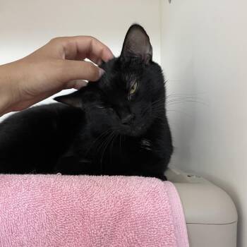 Rosie -  Domestic Short Hair Cat for Adoption in Warwick, Rhode Island - Rosie | PetCurious