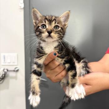 Domestic Short Hair Cats Available for Adoption in Long Beach, California - Laa-laa | PetCurious