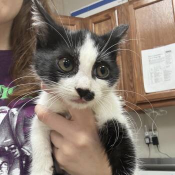 Frankie-100102U -  Domestic Short Hair Cat for Adoption in Tupelo, Mississippi - Frankie-100102U | PetCurious