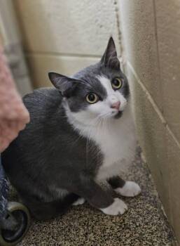 Rescue Domestic Short Hair Cats for Adoption in Fort Payne, Alabama - Bronx | PetCurious