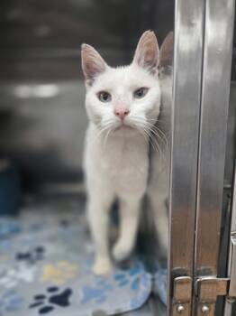 Rescue Domestic Short Hair Cats for Adoption in Kingston, New York - Snow White | PetCurious