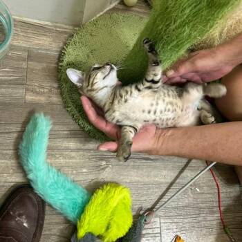 Yves -  Domestic Short Hair Cat for Adoption in League City, Texas - Yves | PetCurious