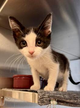 Echo -  Domestic Short Hair Cat for Adoption in Midland, Michigan - Echo | PetCurious