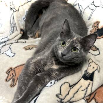 Domestic Short Hair Cats Available for Adoption in Saint Paul, Minnesota - Retta | PetCurious