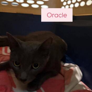 Domestic Short Hair Cats Available for Adoption in Tampa, Florida - Oracle | PetCurious