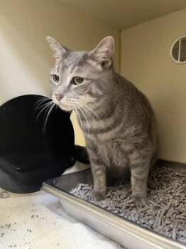 Domestic Short Hair Cats Available for Adoption - Ms. Rockie | PetCurious