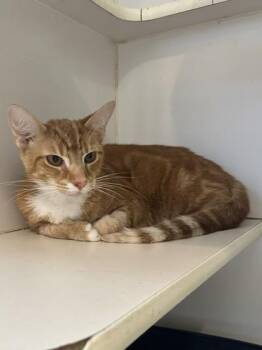 Fritz -  Domestic Short Hair Cat for Adoption in Palm Coast, Florida - Fritz | PetCurious