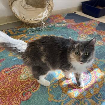 Cuddles -  Domestic Medium Hair Cat for Adoption in Bedford, New Hampshire - Cuddles | PetCurious