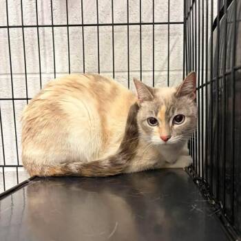 Ember U1305 -  Siamese Cat for Adoption in Salt Lake City, Utah - Ember U1305 | PetCurious