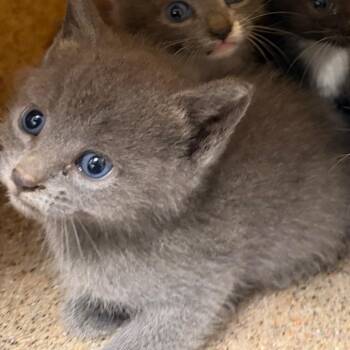 Lapis -  Domestic Short Hair Cat for Adoption in Philadelphia, Pennsylvania - Lapis | PetCurious