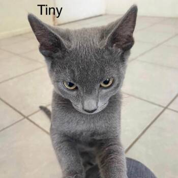 Tiny -  Domestic Short Hair Cat for Adoption in San Tan Valley, Arizona - Tiny | PetCurious