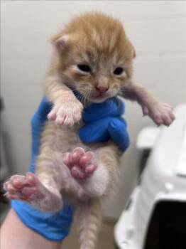 MATTY -  Domestic Short Hair Cat for Adoption in Derwood, Maryland - MATTY | PetCurious